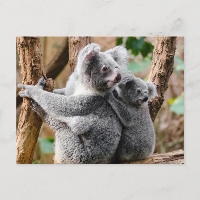 Carte Postale Koala (Devant)
