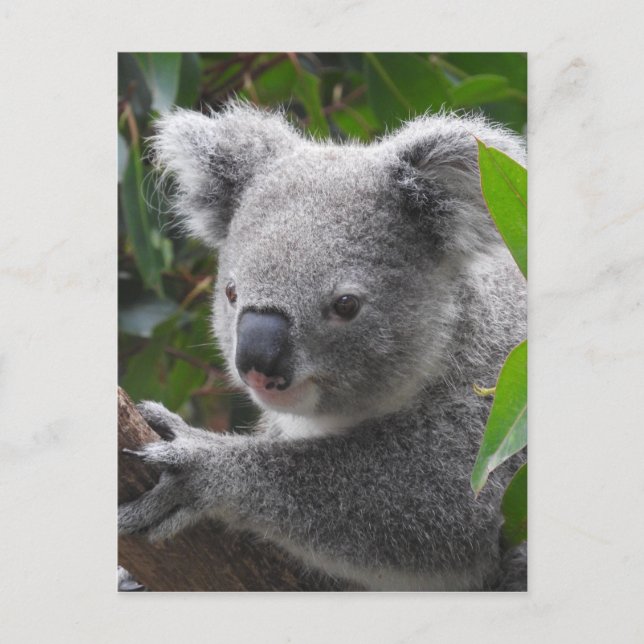Carte Postale Koala (Devant)