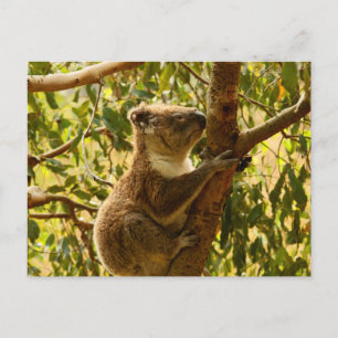 Carte Postale Koala
