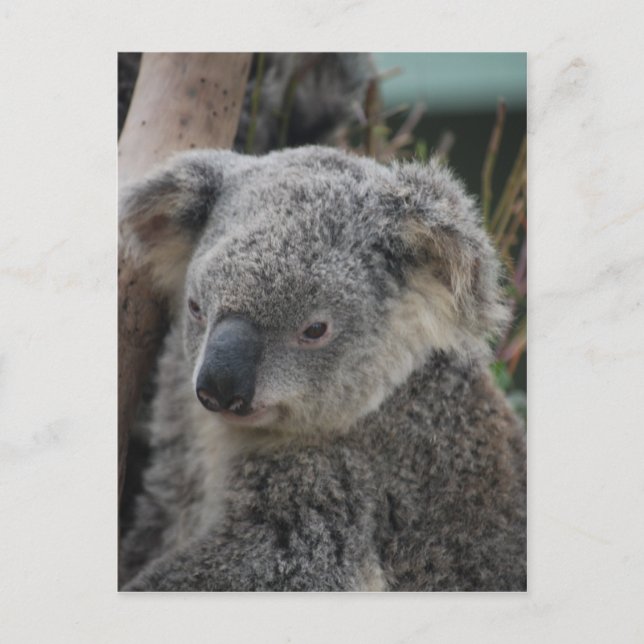 Carte Postale Koala (Devant)
