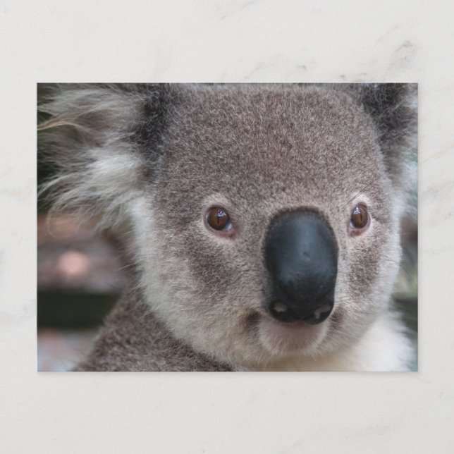 Carte Postale Koala (Devant)