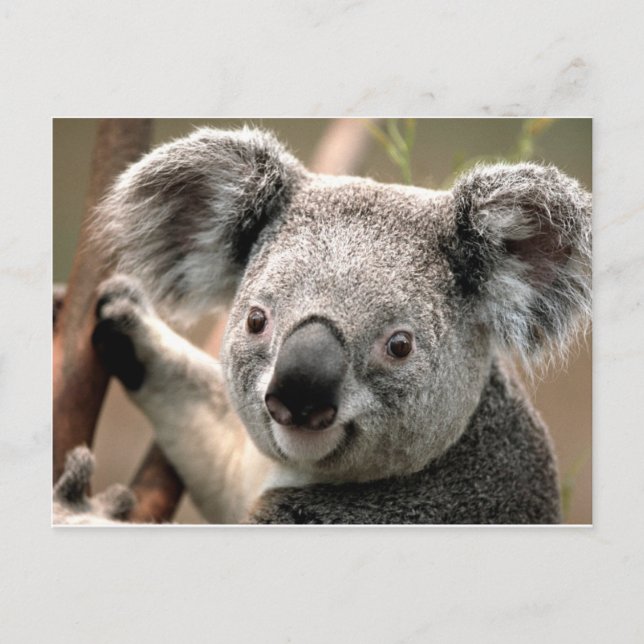 Carte Postale Koala (Devant)