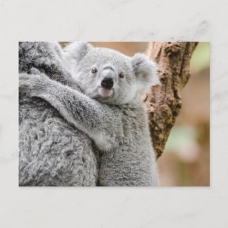 Carte Postale Koala