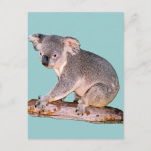 Carte postale Koala