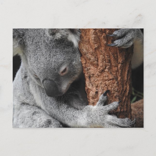 Carte Postale Koala (Devant)