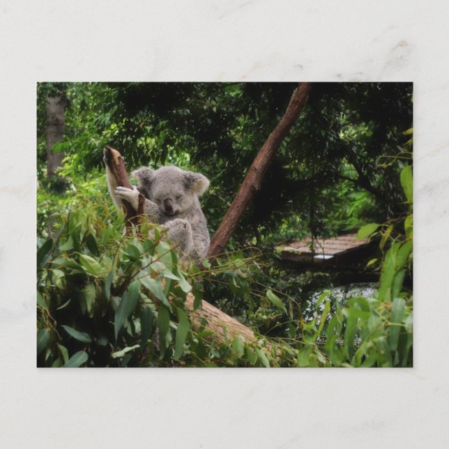 Carte Postale koala (Devant)