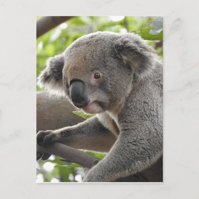 Carte Postale Koala (Devant)