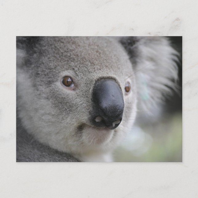 Carte postale Koala 1 (Devant)