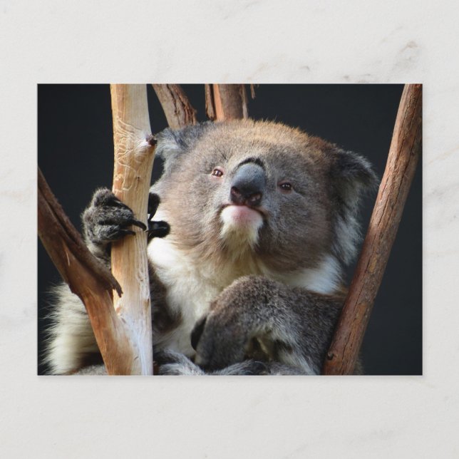Carte Postale Koala 1 (Devant)