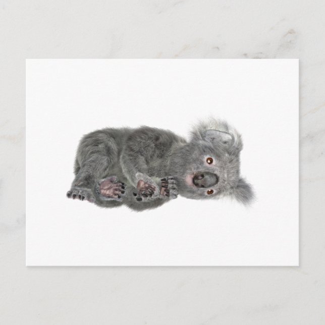 Carte Postale Koala allongé (Devant)