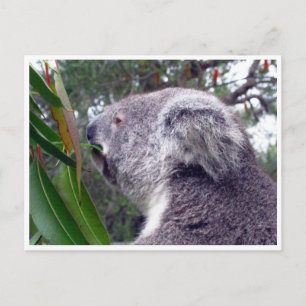 Carte Postale koala australie