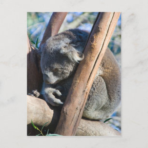 Carte Postale Koala - Australie