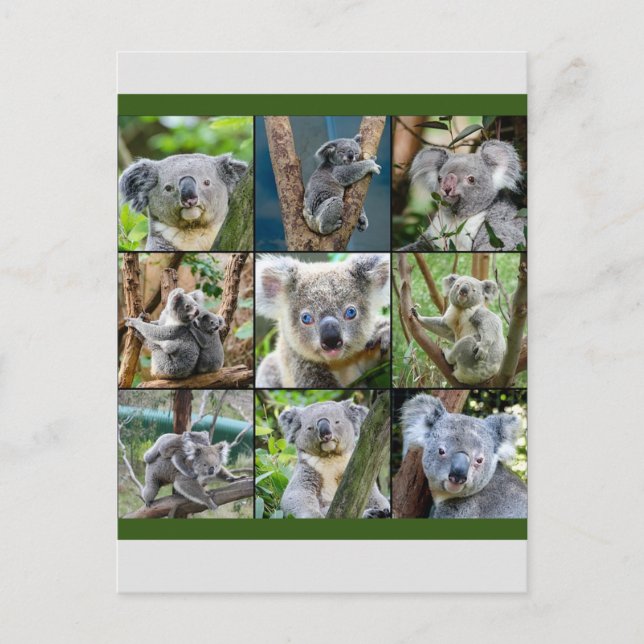 Carte Postale Koala australienne dans un arbre à eucalyptus (Devant)