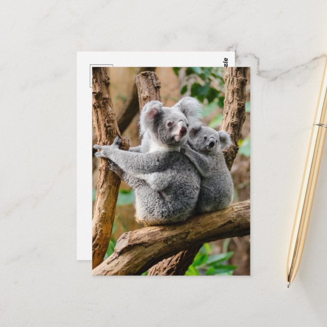 Carte Postale Koala avec bébé dans un arbre en Australie (Devant/Arrière en situation)