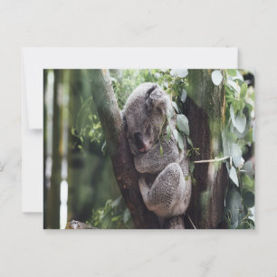 Carte postale Koala Baby