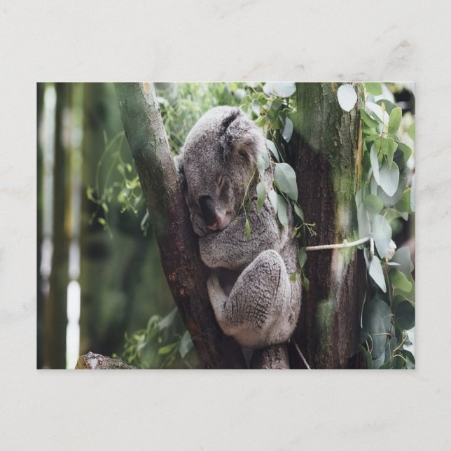 Carte postale Koala Baby (Devant)