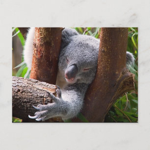Carte Postale Koala Bear