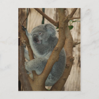 Carte Postale Koala Bear