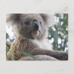 Carte postale Koala Bear Facts