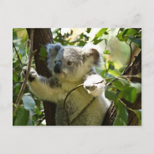 Carte Postale Koala bébé incroyablement mignon dans un arbre