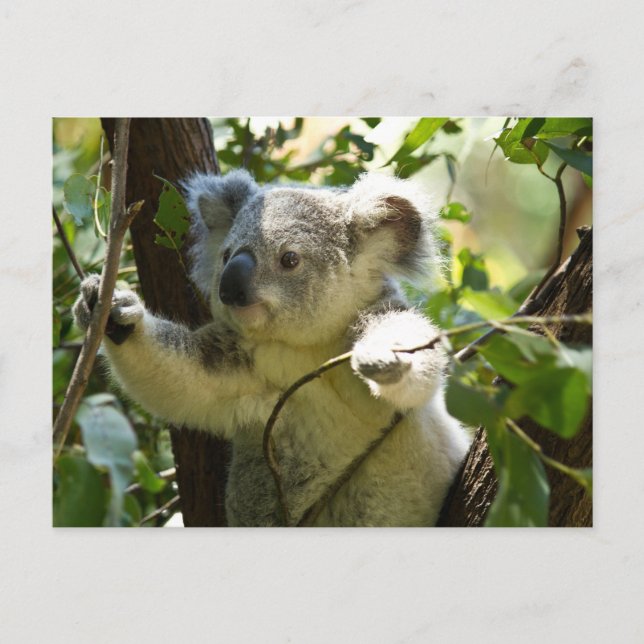 Carte Postale Koala cutie (Devant)