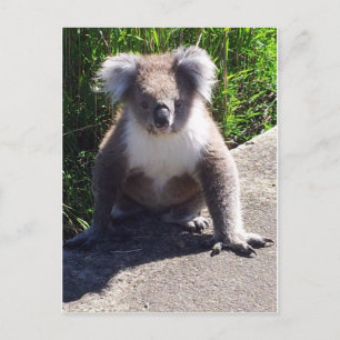 Carte Postale Koala dans la nature