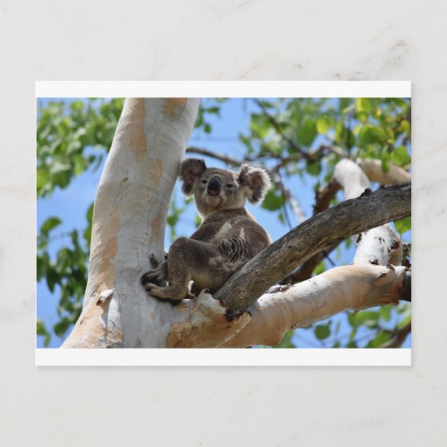 CARTE POSTALE KOALA DANS L'ARBRE RURAL QUÉENSLAND AUSTRALIE (Devant)