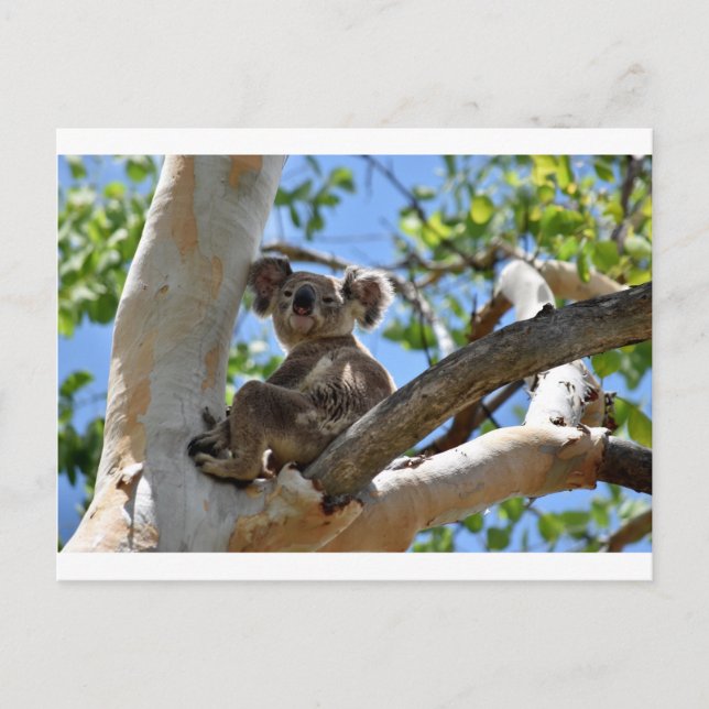 CARTE POSTALE KOALA DANS TREE QUEENSLAND AUSTRALIE (Devant)