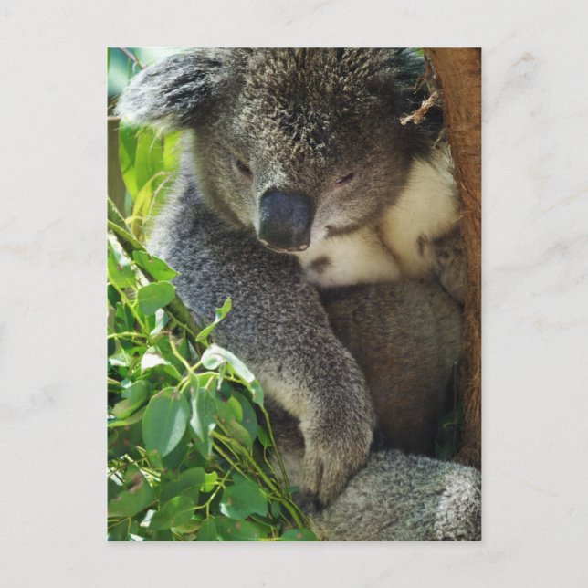 Carte postale Koala décontracté (Devant)