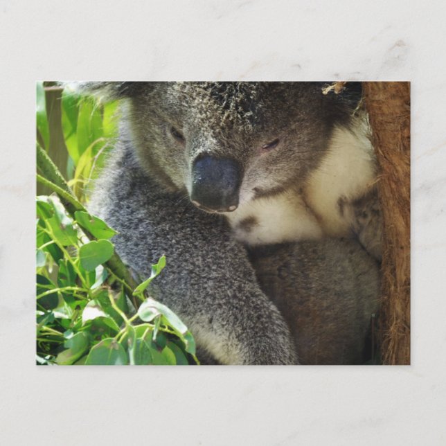 Carte postale Koala décontracté (Devant)