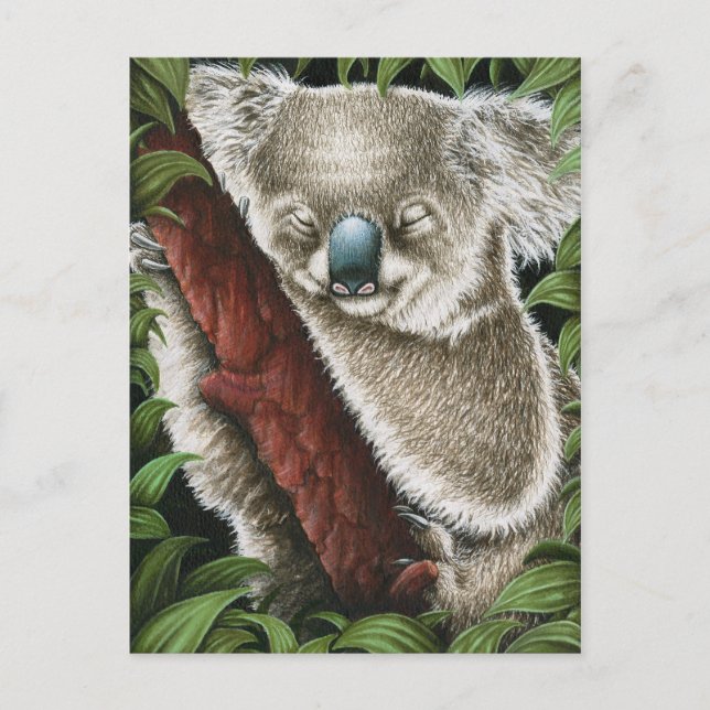 Carte postale Koala dormant (Devant)
