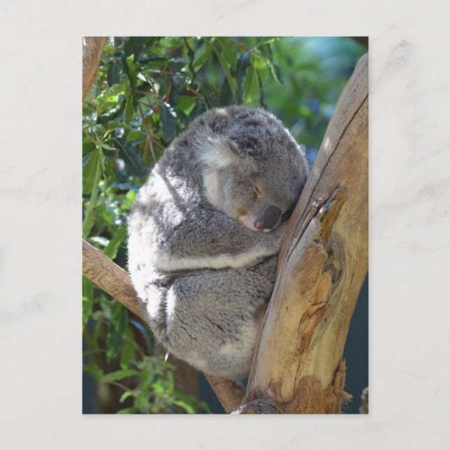 Carte Postale Koala dormant dans l'arbre (Devant)