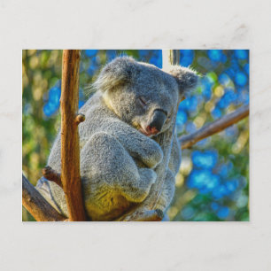 Carte Postale Koala dormant paisiblement dans un arbre