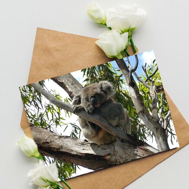 Carte Postale Koala - Dormir (Créateur téléchargé)