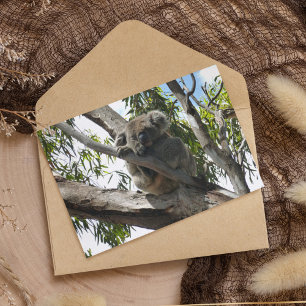 Carte Postale Koala - Dormir