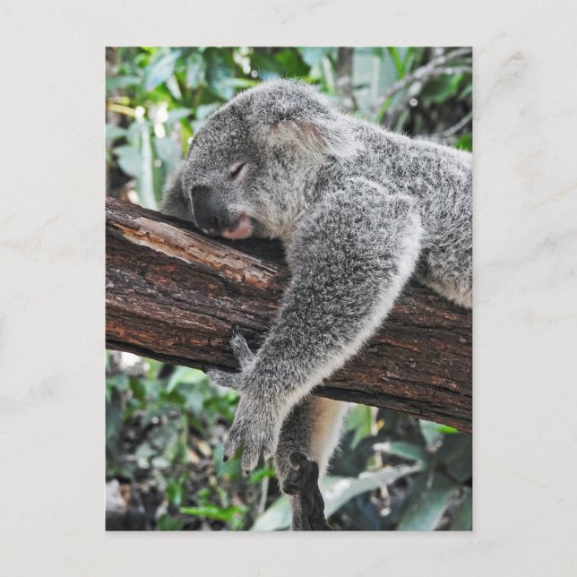 Carte Postale Koala Endormi (Devant)