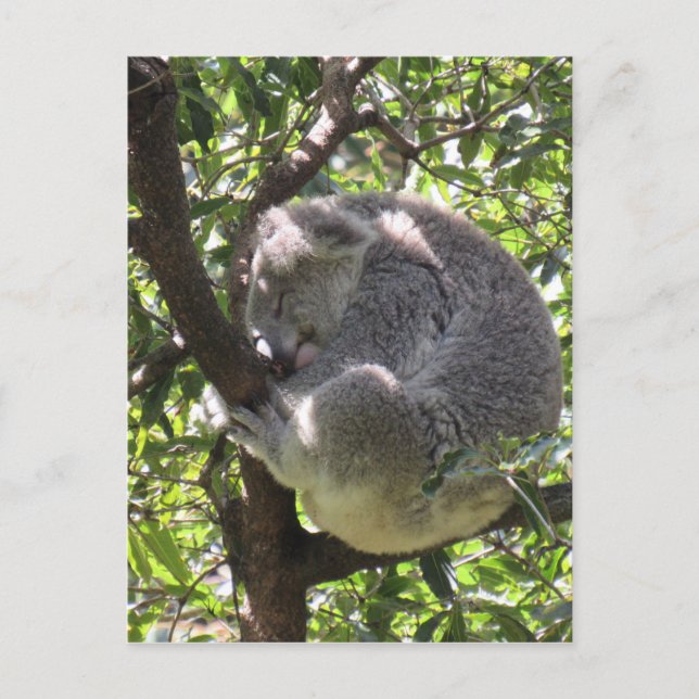 Carte Postale koala endormi (Devant)