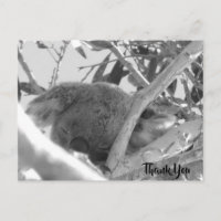 Koala endormi, photo noir & blanc, Australie