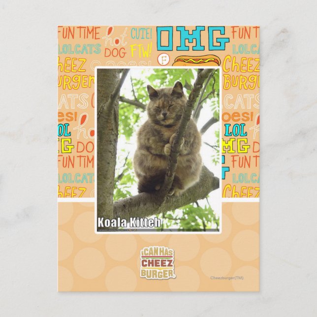 Carte Postale Koala Kitteh (Devant)
