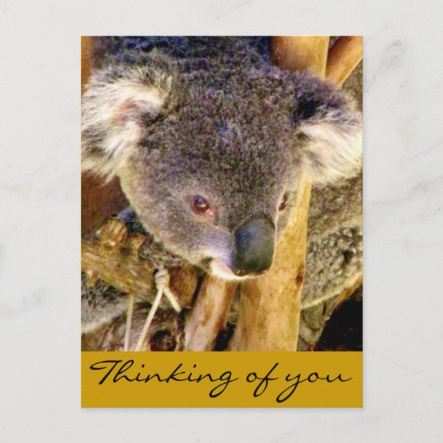 Carte Postale Koala Love_ (Devant)