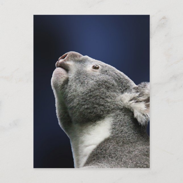 Carte Postale Koala mignon recherchant dans la merveille (Devant)