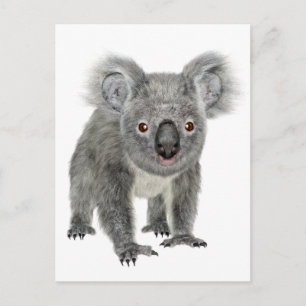 Carte Postale Koala Perspectives