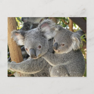 Carte Postale Koala Phascolarctos cinereus Queensland.