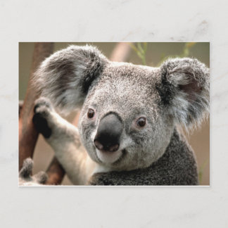 Carte Postale koala un animal unico