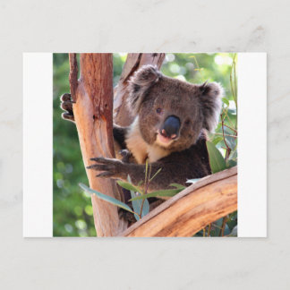 Carte Postale Koala victorienne