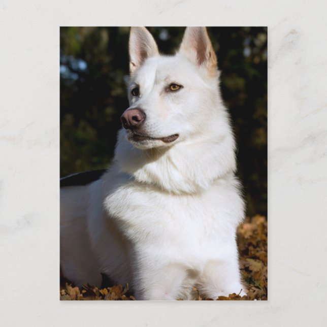 Carte Postale Kodah Le Berger Blanc Wolfdog (Devant)