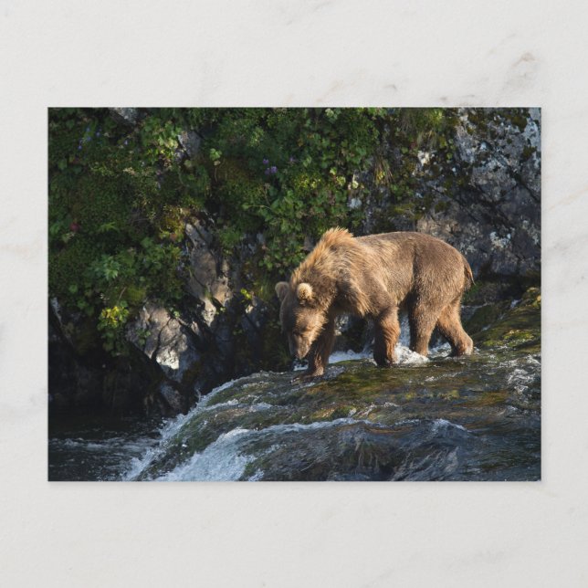 Carte Postale Kodiak Brown Bear Looking For Salmon (Devant)