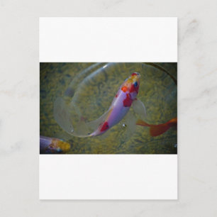 Carte Postale Koi