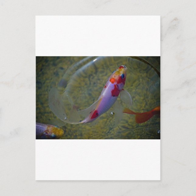 Carte Postale Koi (Devant)