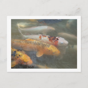 Carte postale Koi